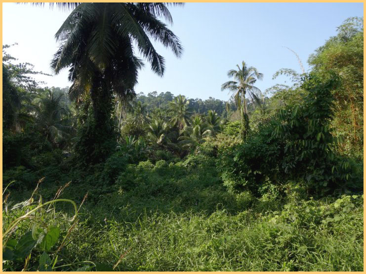 Koh Phayam Dschungel